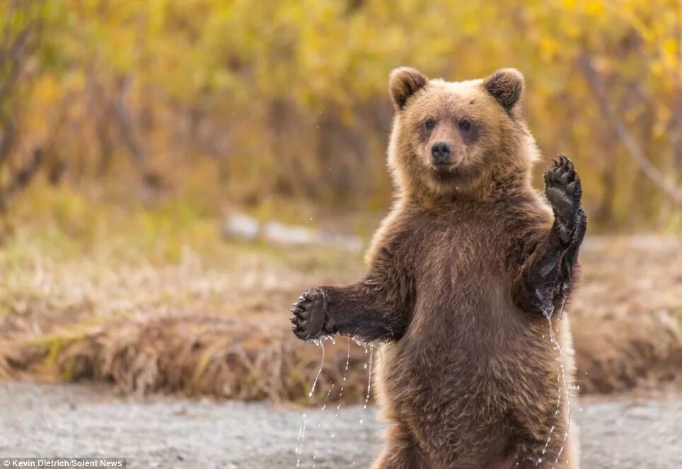 He can t bear. Медведь Гризли. Медведь Гризли на задних лапах. Бурый медведь косолапый. Медведь на задних лапах.