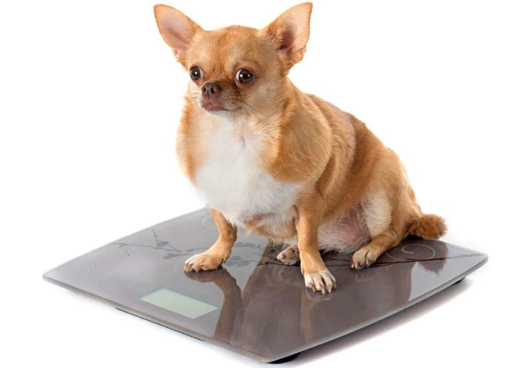 Чихуа 2 кг. Чихуахуа кобби 4 кг. Чихуахуа мини щенок 2 месяца. Собака чихуахуа вес. Собака чихуахуа вес.