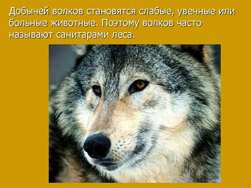 Почему волк называется волком. Волк санитар леса. почему волка называют санитаром леса. волк санитар леса почему. млекопитающие санитары леса.