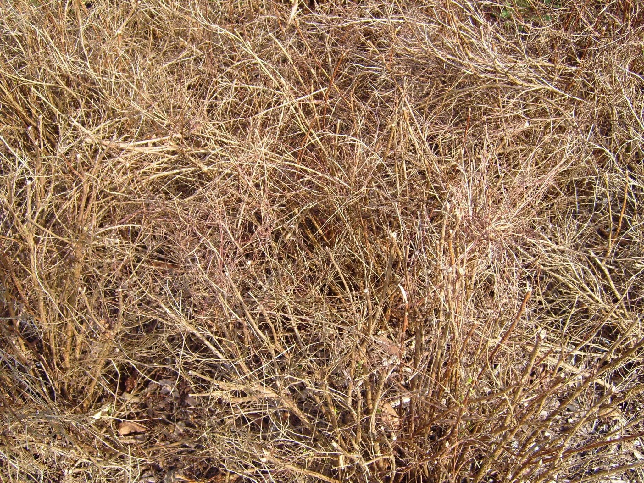 Сухая картинка. Сухая трава. Пожухлая трава. Засохшая трава. Осенняя трава.