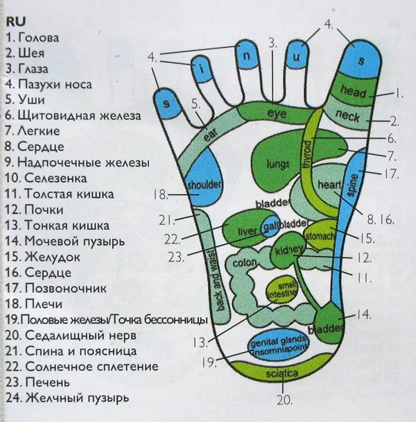 Точки на подошве ног. Точки на стопе для массажа. Точки органов на стопе. Точки массажа на стопе ноги. Биологически активные точки на стопе.