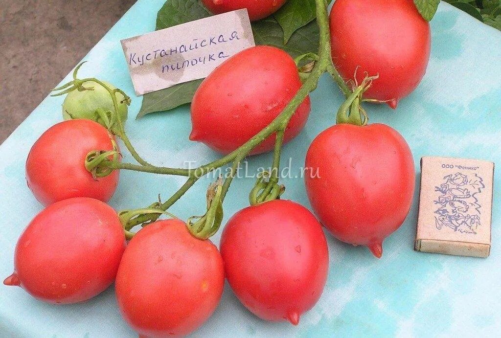 Томат сызранская пипочка семена. Томат сызранская пипочка. Томат дулька сызранская. Сызранская пипочка отзывы. Сызранская пипочка отзывы.