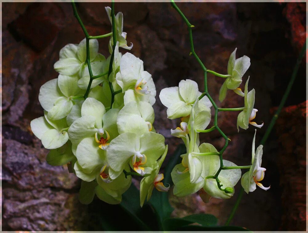 Купить садовые орхидеи