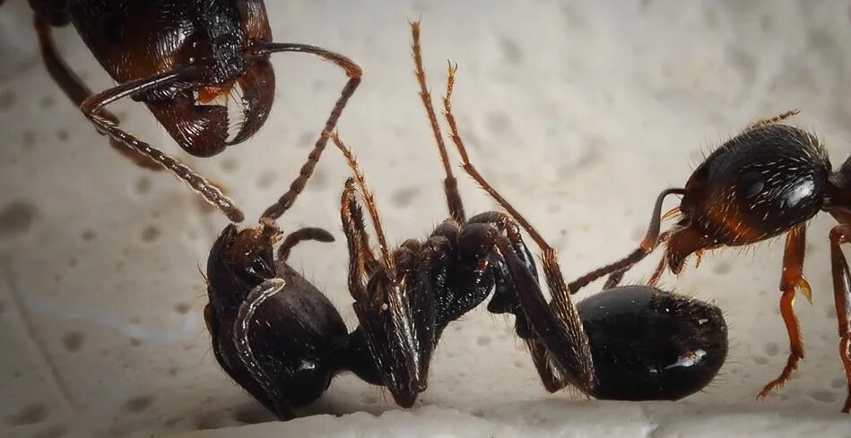 Camponotus vagus личинки. мертвый муравей. муравьиная королева матка. королева муравьев живет. Camponotus vagus матка.