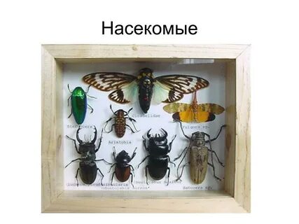 Сухие насекомые