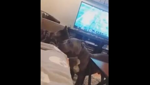 After improperly licking a dog i became 