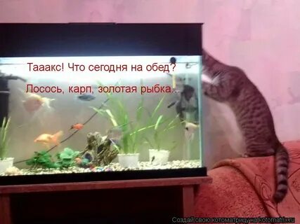 Эй золотая рыбка