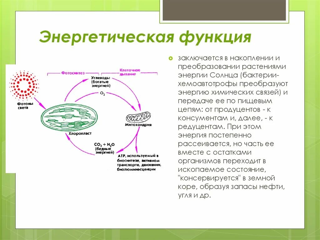 Примерами энергетической функции живого вещества биосферы являются. Энергетическая функция живого вещества. Энергетическая функция биосферы. Энергетическая функция живого вещества биосферы. Энергетическая функция живых организмов в биосфере.