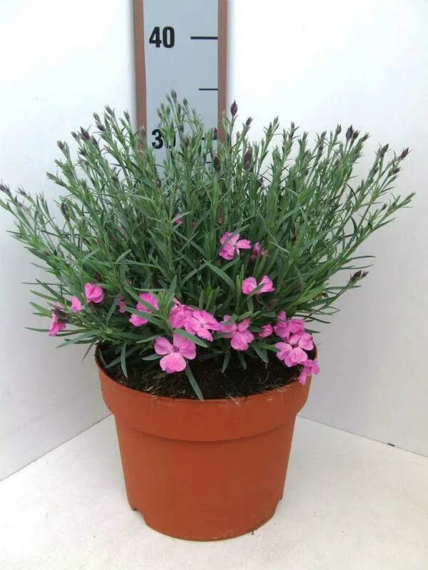 Саженцы гвоздики. Гвоздика серовато-голубая Badenia. Гвоздика сизая Dianthus gratianopolitanus. Гвоздика "Dinetta Purple". Гвоздика перистая "Dinetta Pink".