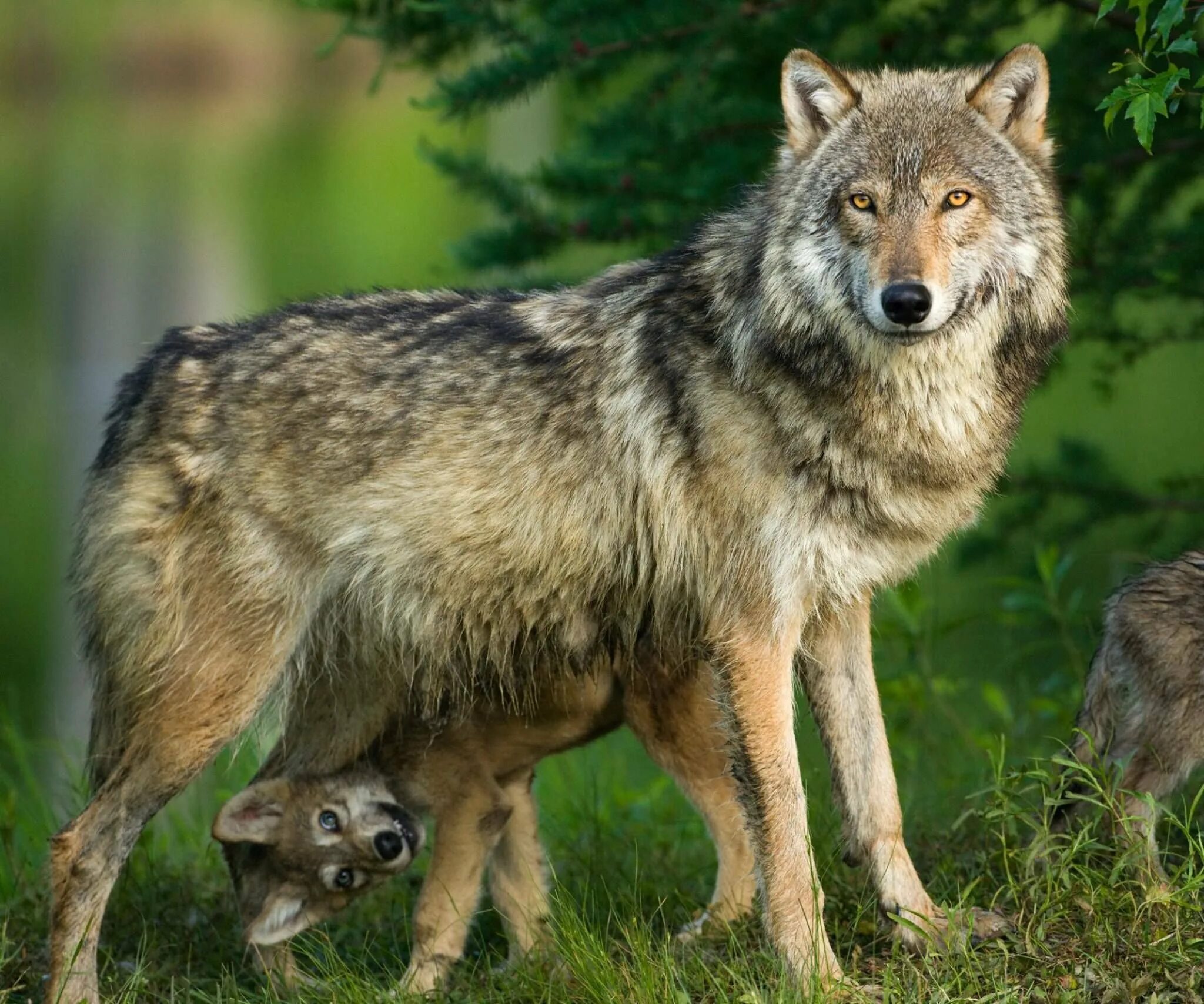 Жизнь серого волка. Среднерусский Лесной волк. Волк обыкновенный (canis Lupus). Макензийский Тундровый волк. Сибирский Лесной волк.