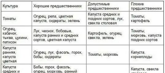 Капуста после помидор. Посадка овощей предшественники таблица. Хорошие и плохие предшественники овощных культур таблица. Лучшие предшественники для посадки овощей таблица.