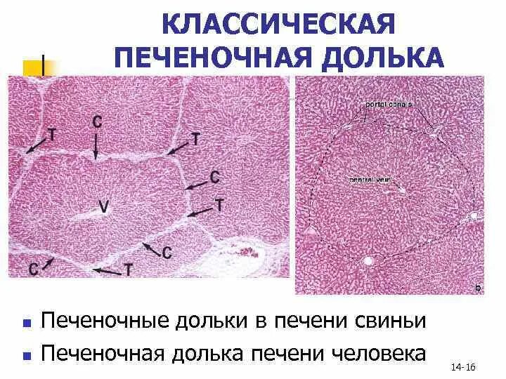 Триада печени. Междольковая Вена печени гистология. Строение печени человека гистология. Строение печеночной дольки гистология. Гепатоциты печени гистология.