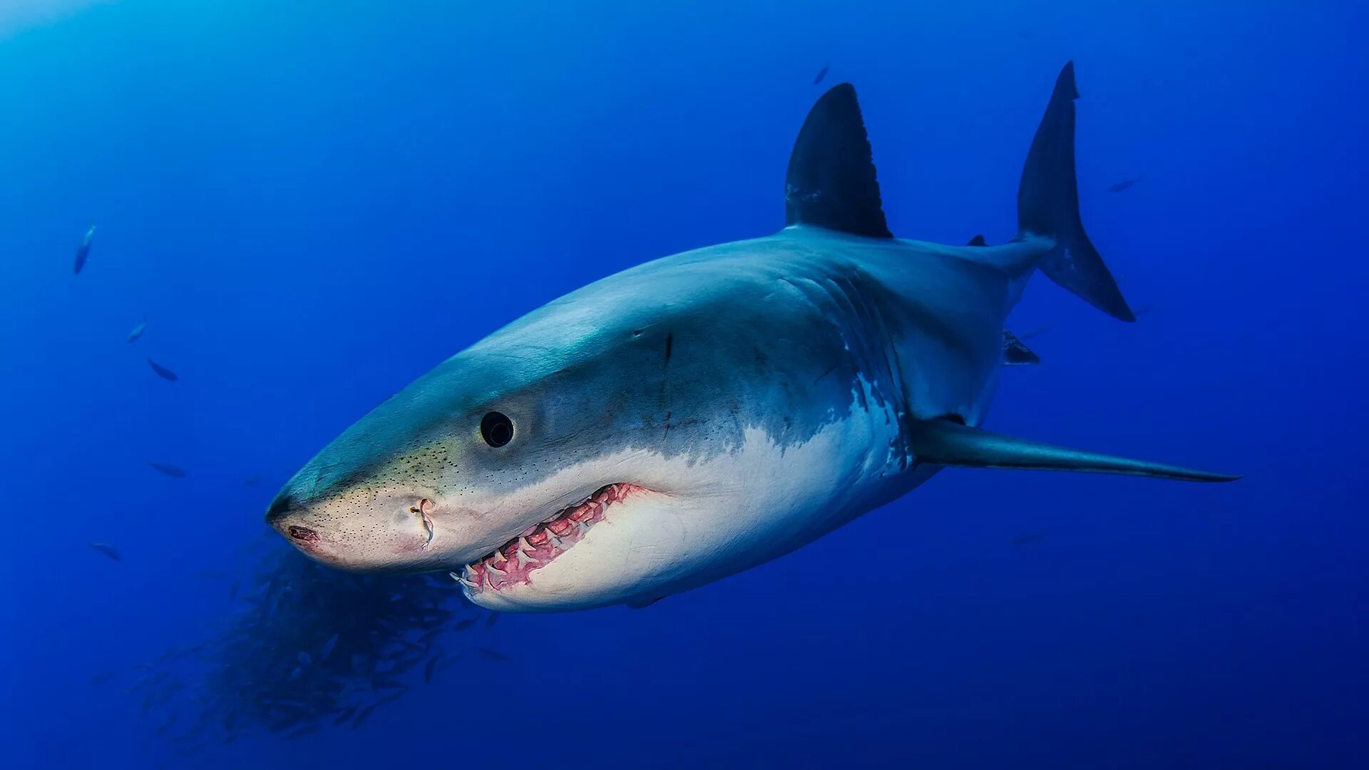 Ocean shark. Рыба акула. Морские обитатели акулы. Акула в океане. Красивые акулы.