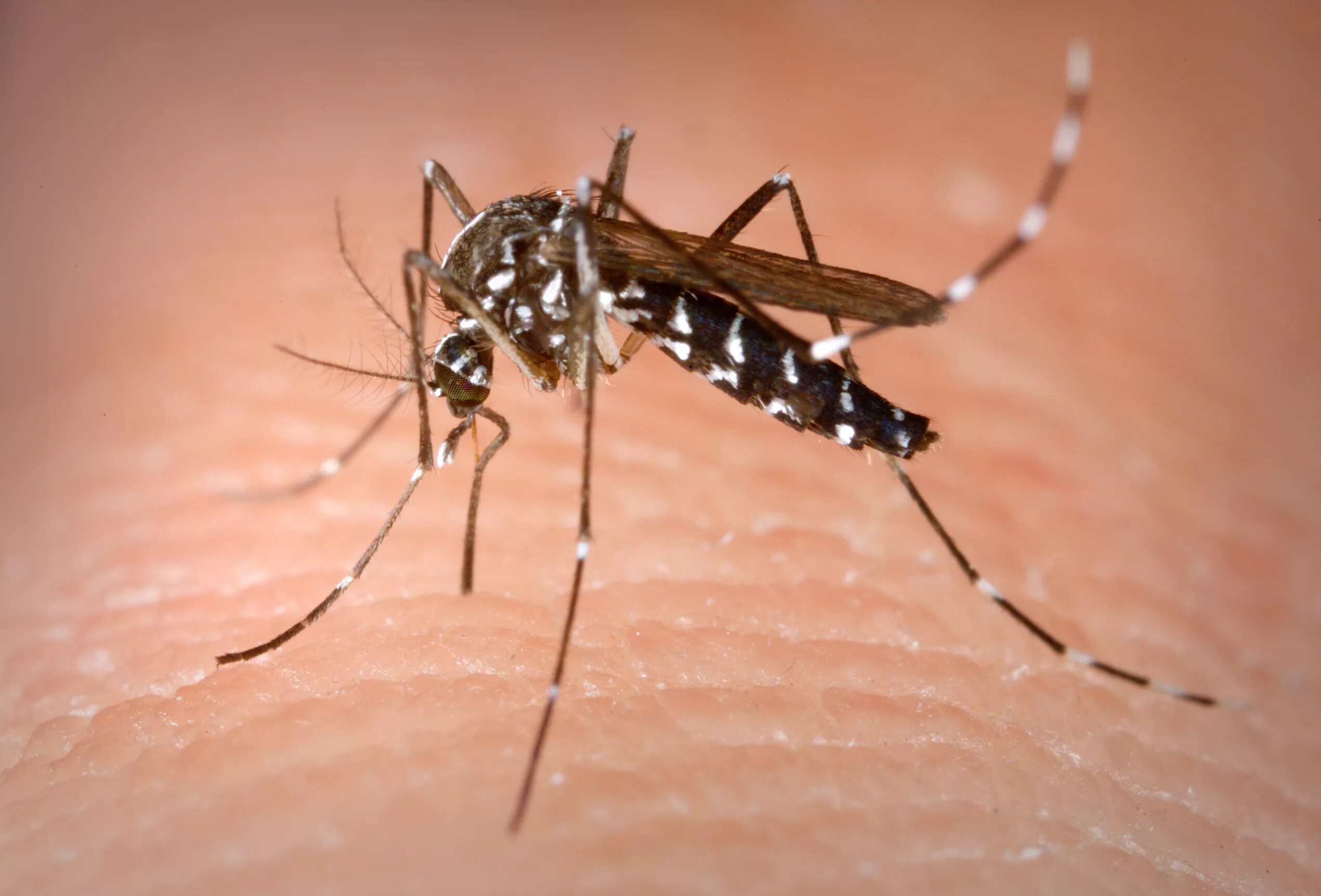 Комар альбинос. Anopheles gambiae. Насекомые на белом фоне. Комар летает. Комар.