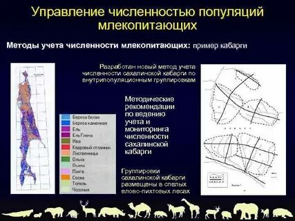 Мониторинг численности