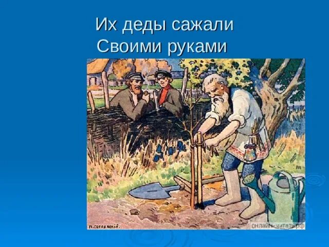 Дедушка посадил дерево 54 года. Солоухин деревья. Солоухин деревья стихотворение. Их деды сажали своими руками.