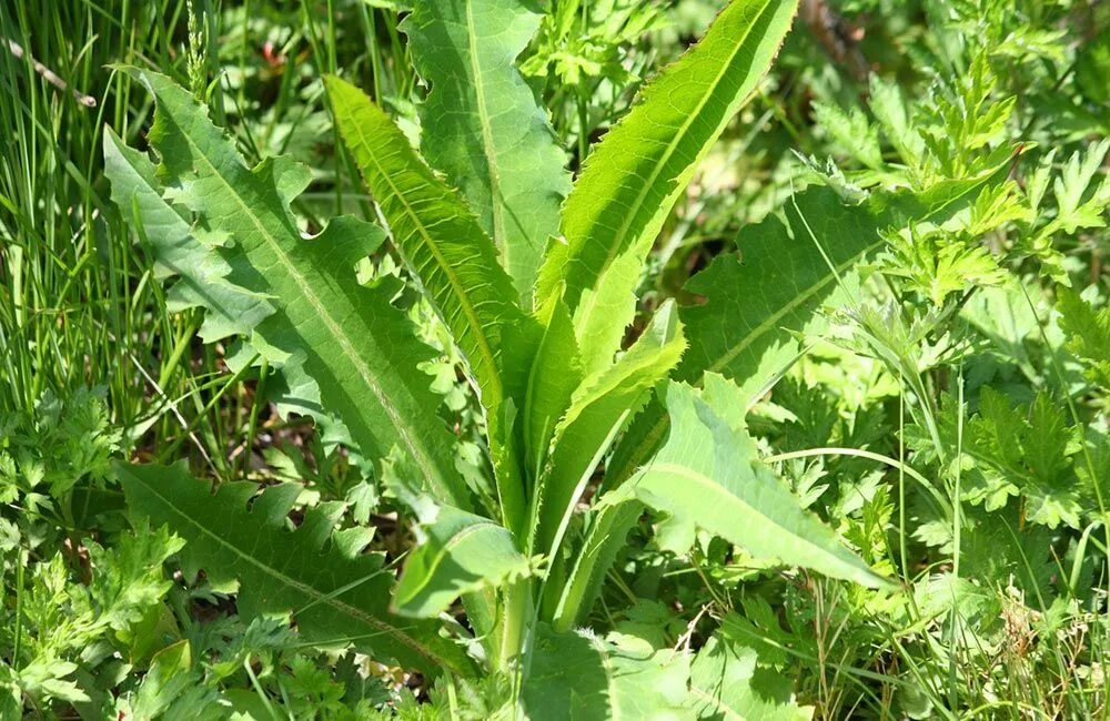 Листья салата кресс. Латук компасный (lactuca serriola). Латук компасный. Lactuca virosa (латук ядовитый). Крапива одуванчик лебеда.