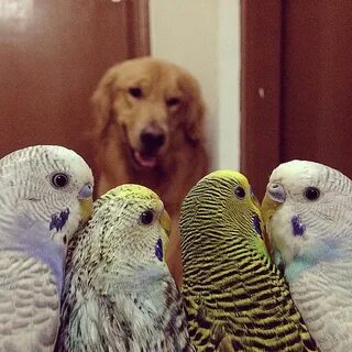 Собака попугай хомяк