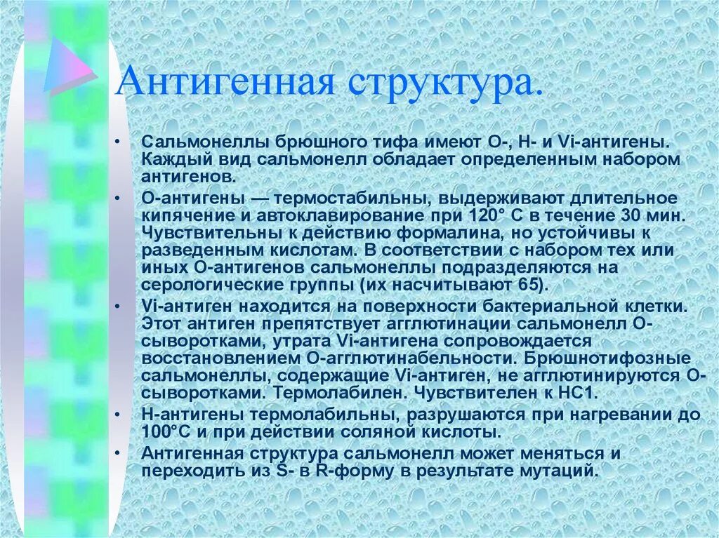 Брюшной тиф микробиология антигенная структура. Антигенная структура брюшного тифа. Антигенная структура сальмонеллы Тифи. Salmonella typhi антигены. Сальмонеллез и брюшной тиф