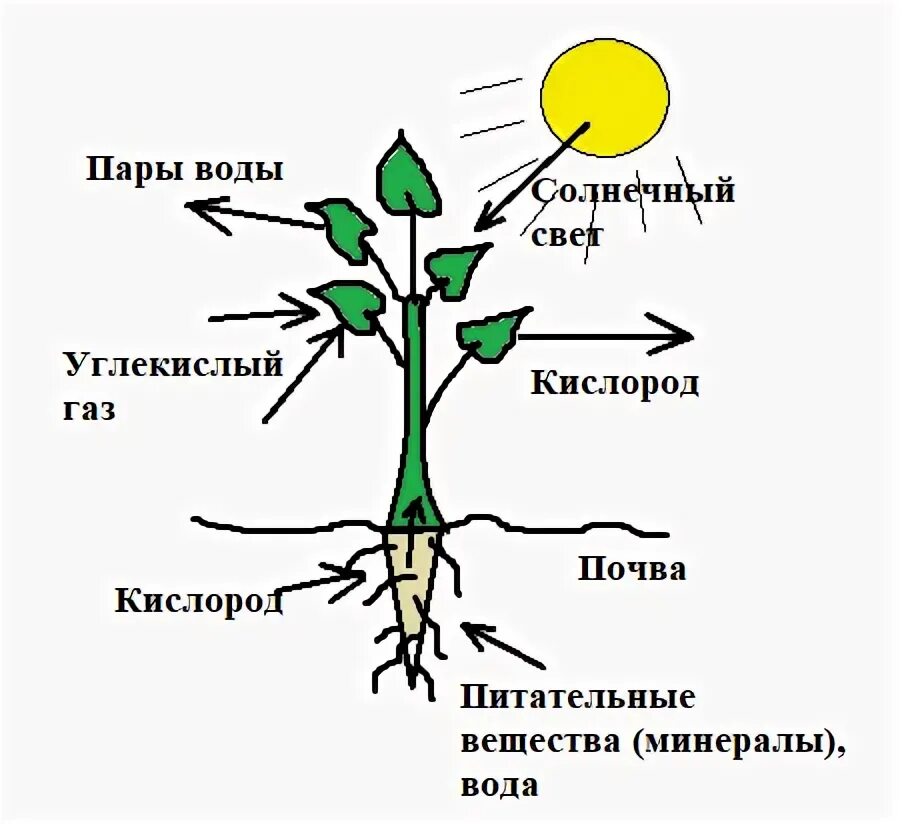 Обмен веществ у растений тест 6 класс. Дыхание растений 6 класс биология. Какой процесс показан на р сунке. Какой процесс показан на рисунке. Питание и дыхание растений.