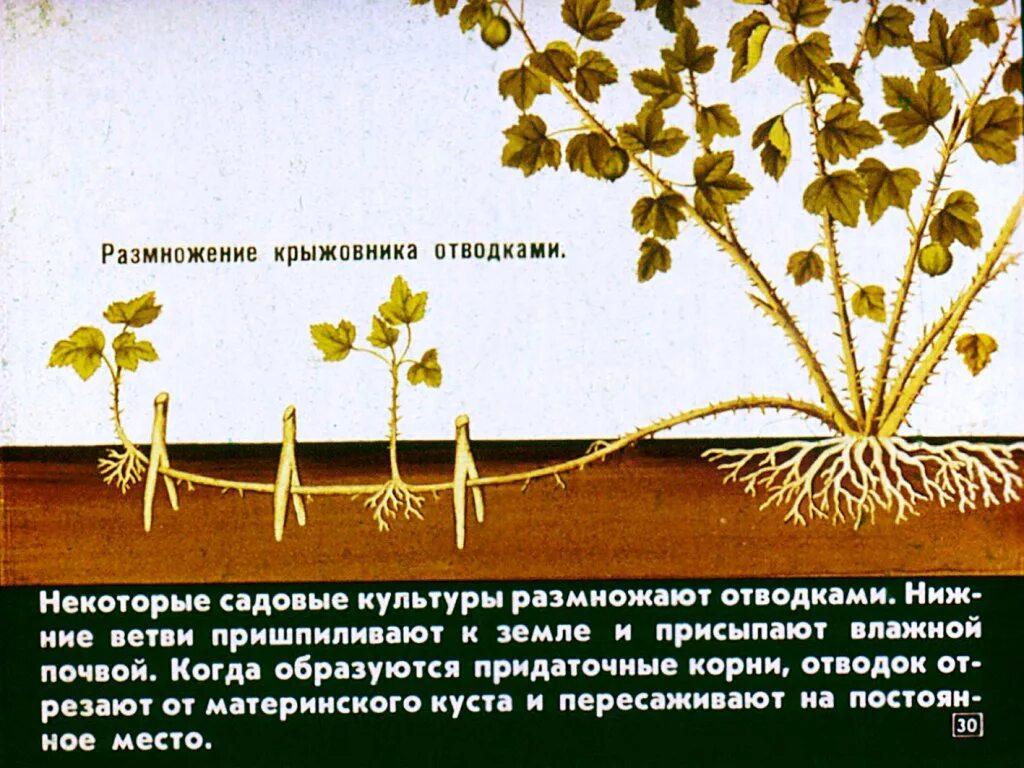 Культура in vitro. Размножение ягодных кустарников. Схема размножения одревесневшими черенками. Посадка крыжовника черенками. Размножение плодовых культур.