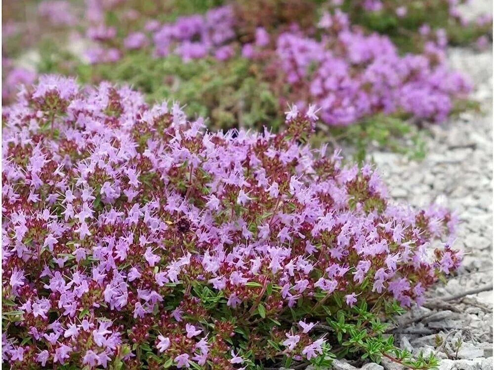 чабрец полевой. что делает чабрец. тимьян (чабрец) ползучий (thymus serpyllum). чабрец куст. тимьян.