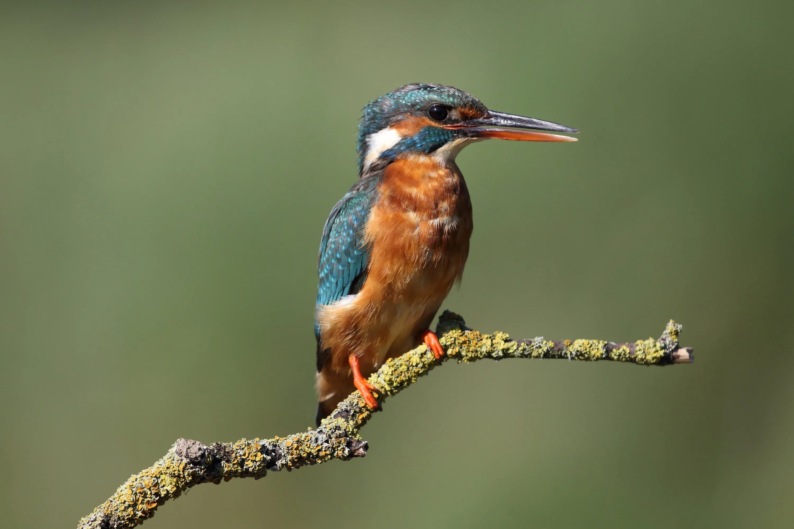 Зунзинито птичка. Птица брюшко. Трясогузка с желтым брюшком. Мухоловка коноплянка горихвостка. Птичка щегол синий-желтый.