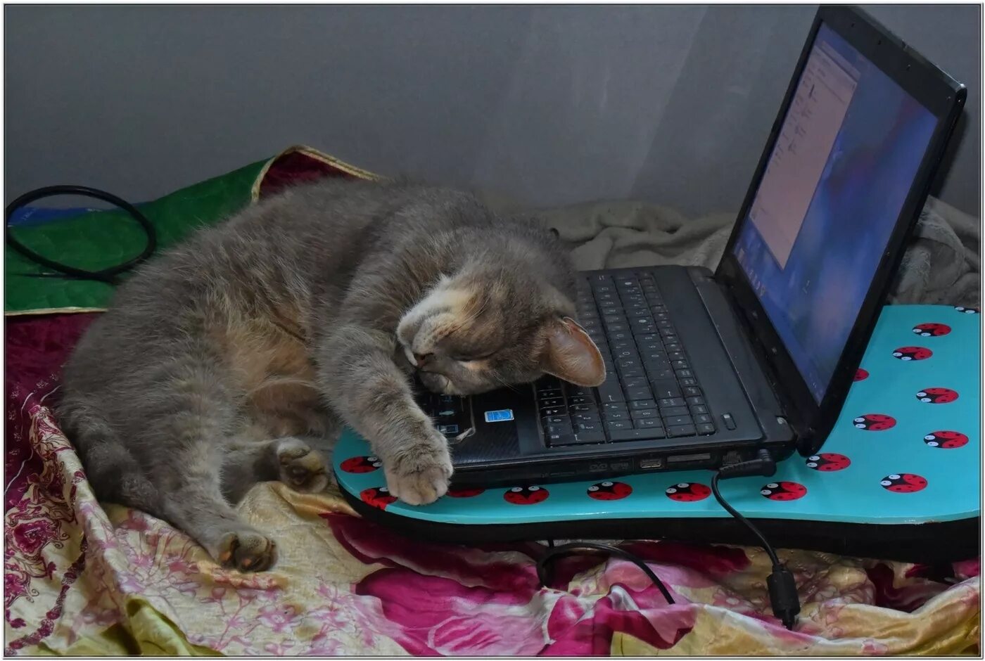 Котенок устал. Кот устал. уставший котенок. усталые коты. кошка устала.