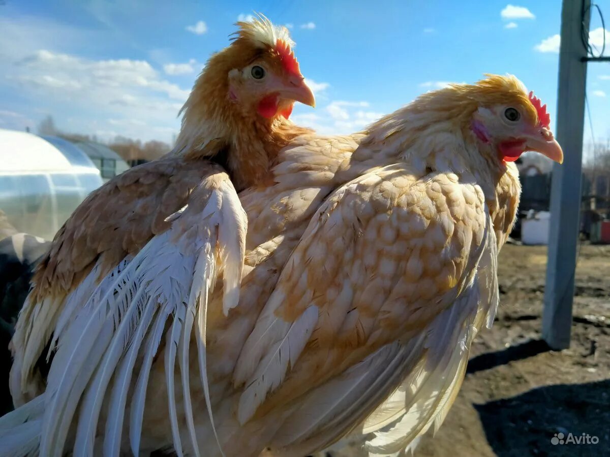 Утята гусята муларды. Курица на белом фоне. Куры ломан браун. Курица выборгская. Доминант gs459.