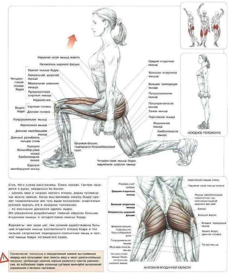 Как накачать внутренние мышцы. Упражнения на ягодицы схема мышц. Выпады анатомия силовых упражнений. Выпады Делавье. Ягодичные мышцы анатомия упражнения для увеличения.