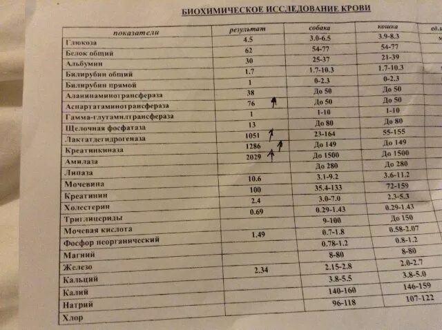 Щелочная фосфатаза повышена у собаки что значит