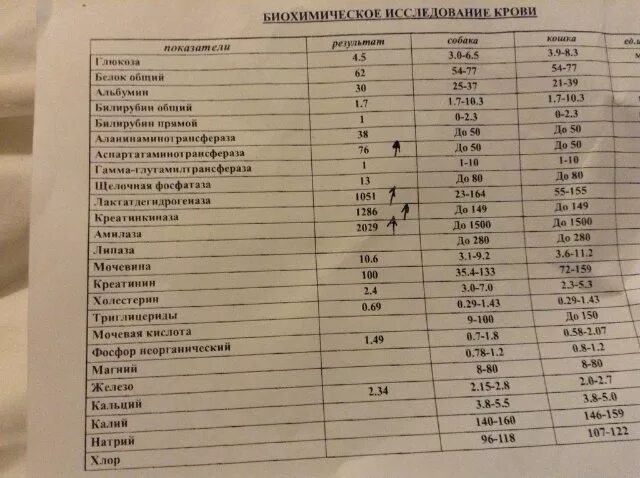 Биохимический анализ крови высокий билирубин. Щелочные фосфатазы биохимия норма. Биохимический анализ билирубин общий. Нормы биохимического анализа крови у котов.