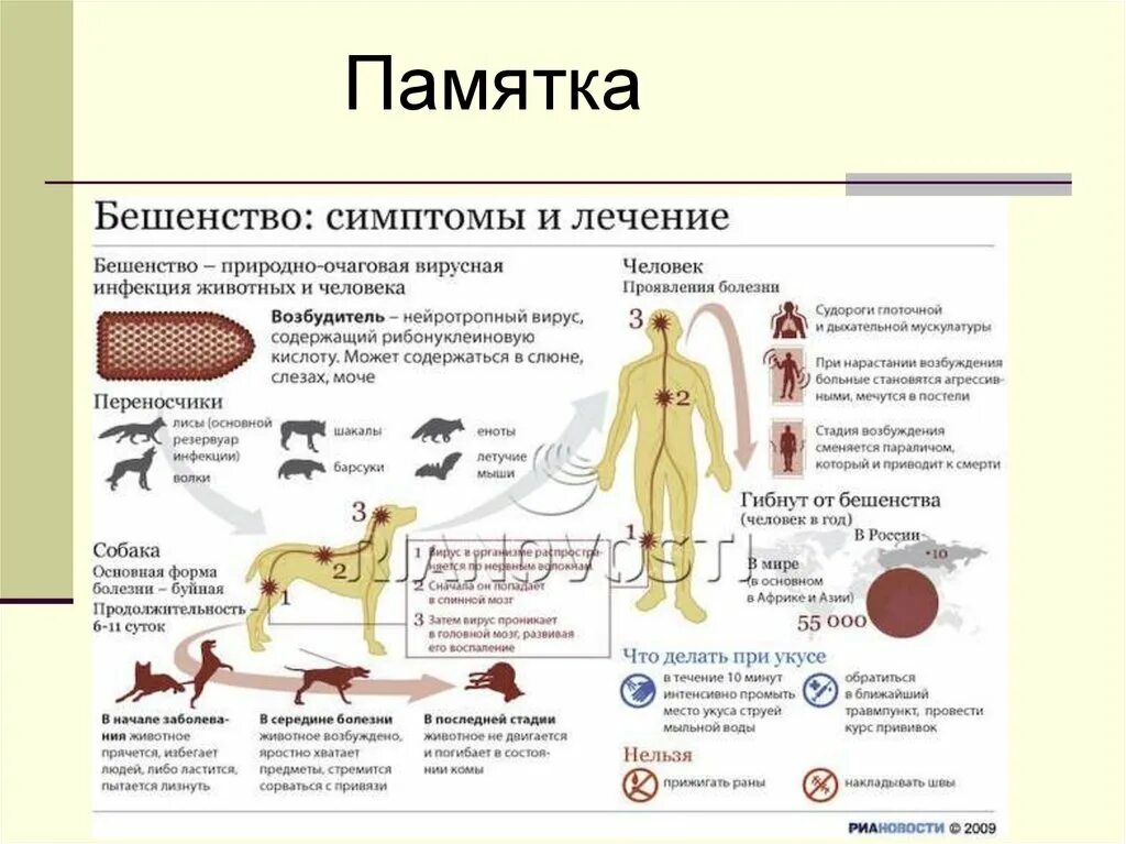 Как проявляется бешенство у собак первые. Бешенство природно очаговая вирусная инфекция животных и человека. Перечислите периоды развития бешенства. Клинические проявления бешенства.