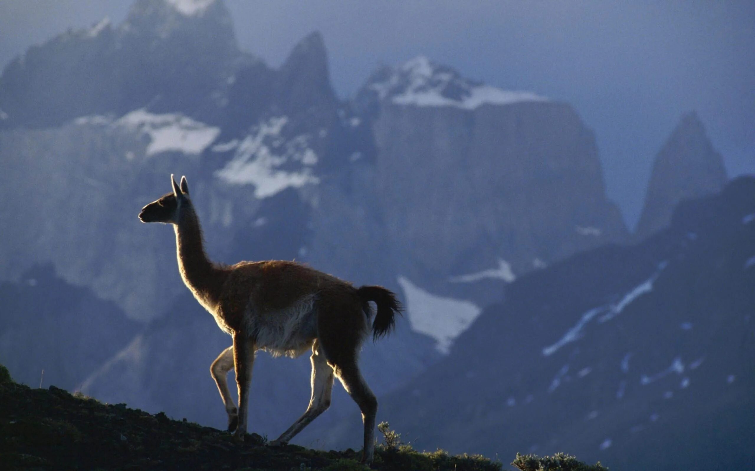 Кто живет на кавказе. Гора Andes лама. Ламы в Андах. Дикая лама в Андах. Мачу Пикчу и лама в тумане.