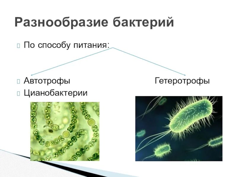 К какому типу относятся бактерии. Цианобактерии хемотрофы. бактерии автотрофные цианобактерии. цианобактерии автотрофные гетеротрофные. питание бактерий цианобактерий.
