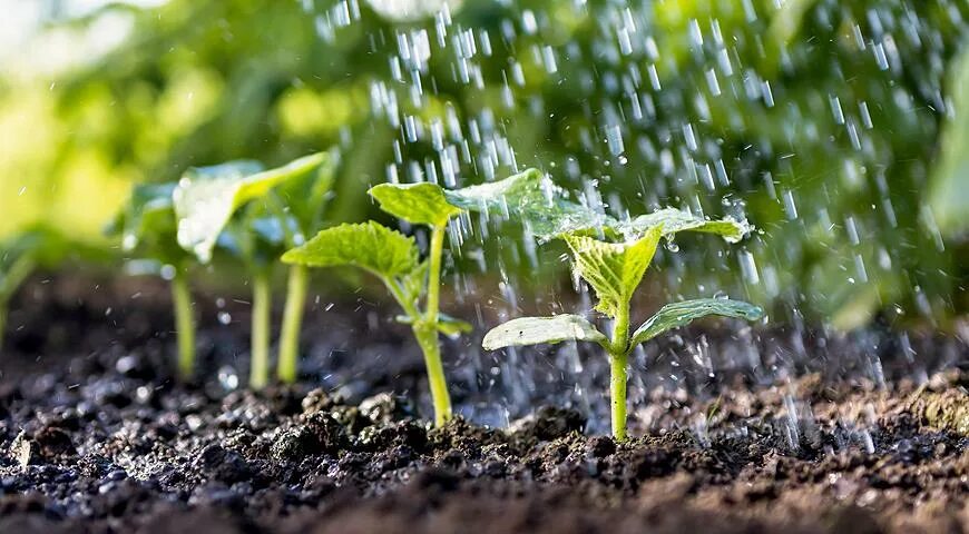 Капельное орошение пекинской капусты. Полей рассаду. Полей рассаду. Полей рассаду. Полей рассаду.