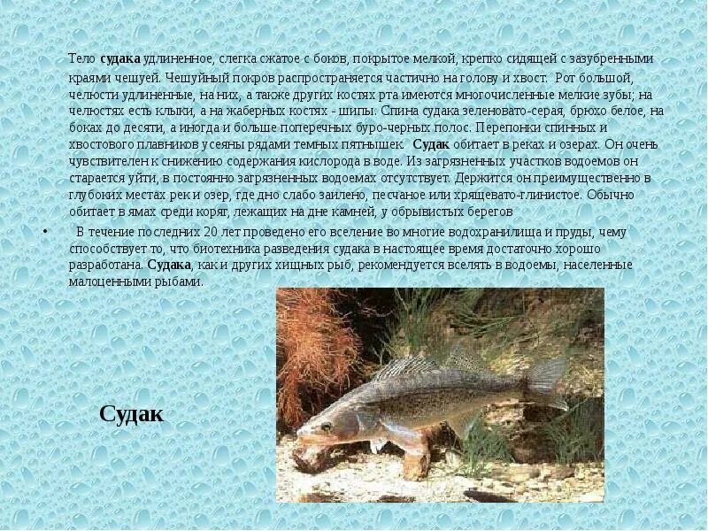 Сообщение о рыбе Судак. Доклад о рыбе Судак. Судак презентация. Судак описание.
