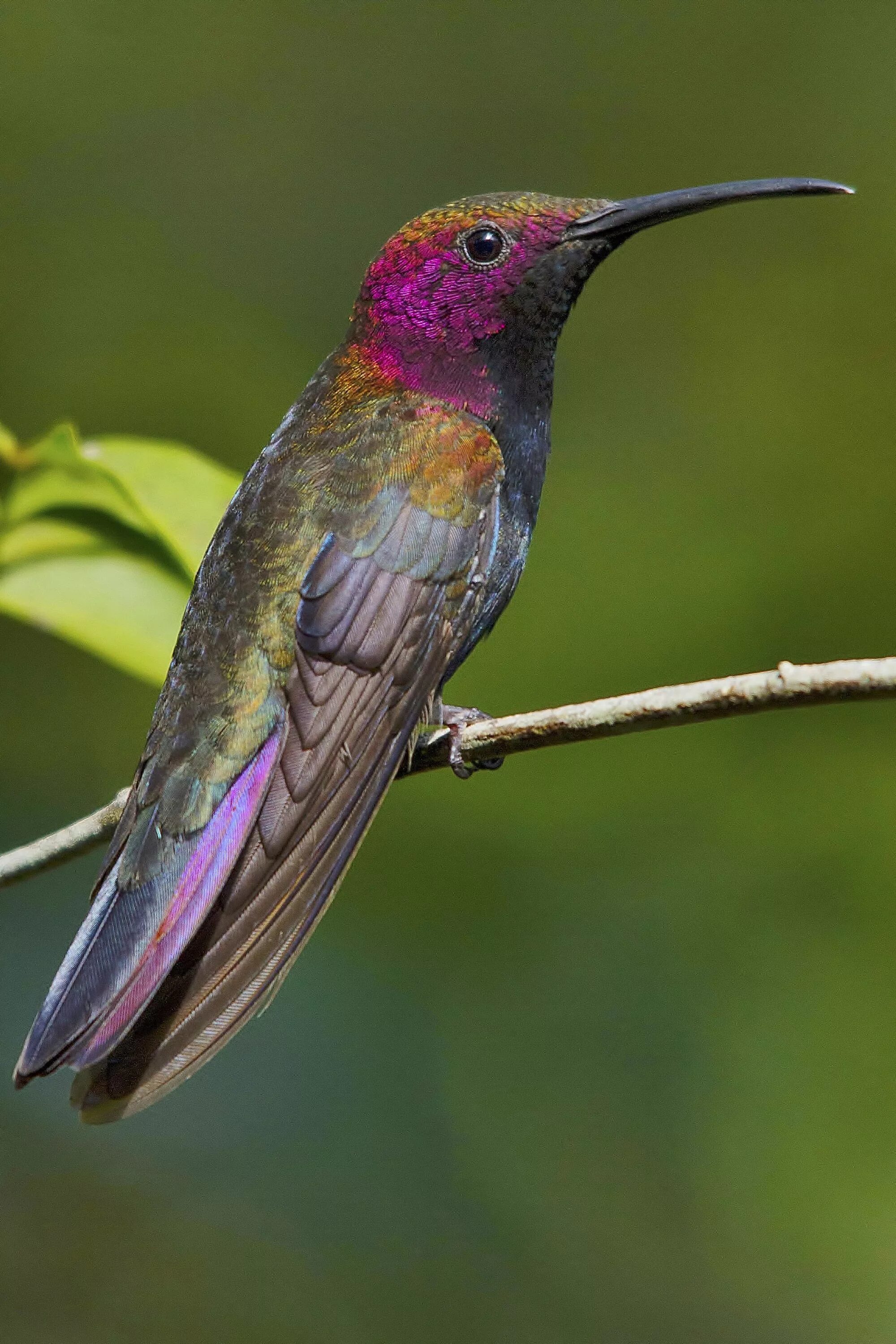 Колибри манго. Колибри манго. Колибри манго. Колибри - манго на ямайке. Колибри манго.