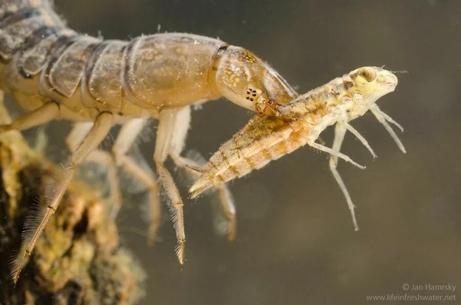 Личинка стрекозы буквы. Личинка Dytiscus marginalis. Dytiscus marginalis - Larva. Dytiscus личинка. Личинка плавунца Dytiscus.