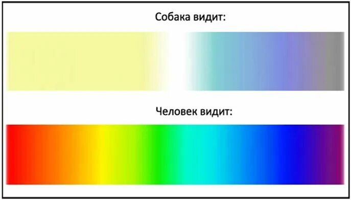 Какие цвета видят собаки. Различать цвета. Сколько цветов видят собаки. Как видят собаки.