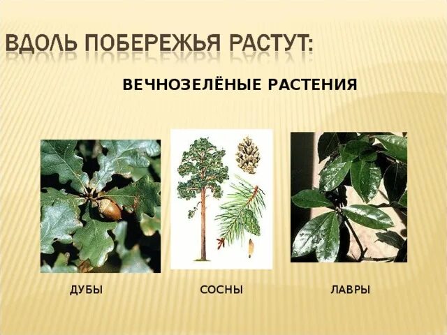 Листопадные и вечнозеленые. Листопадные и вечнозеленые растения. Вечнозелёные растения список. Название растений листопадные и вечнозеленые.