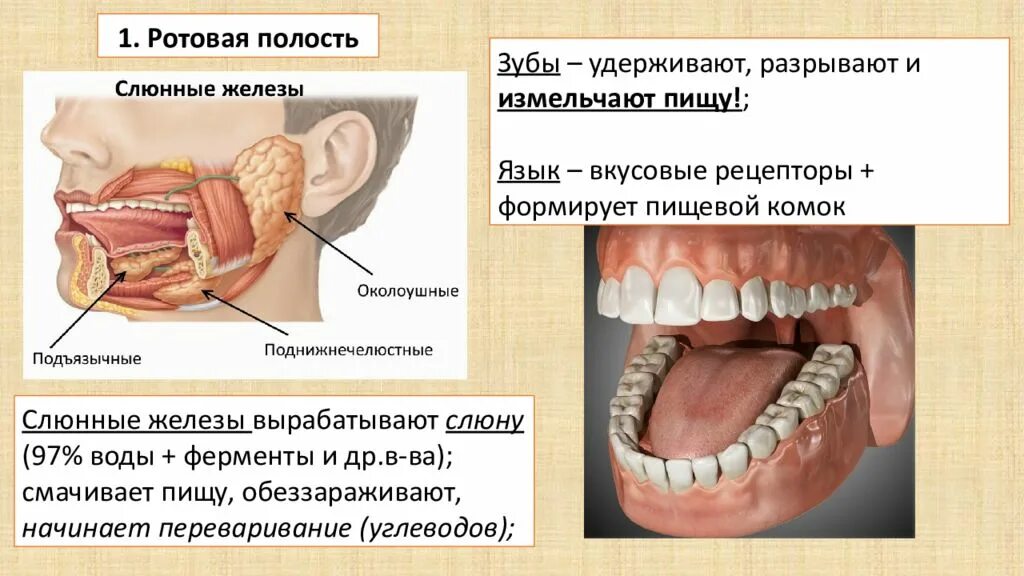 Полость рта положение