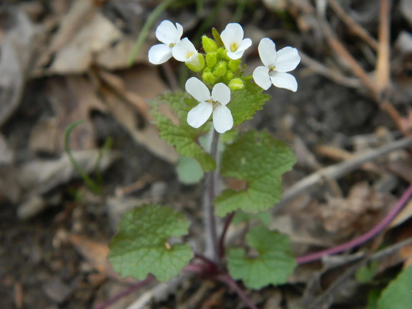 Чесночница черешковая растение. Чесночница Alliaria. Alliaria officinalis. Alliaria petiolata цветок.