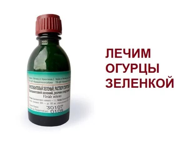 Можно ли пользоваться зеленкой. Раствор йод и зеленки для обработки огурцов. обработка огурцов зеленкой и йодом. йод и зеленка для огурцов. зеленка для огурцов опрыскивание.
