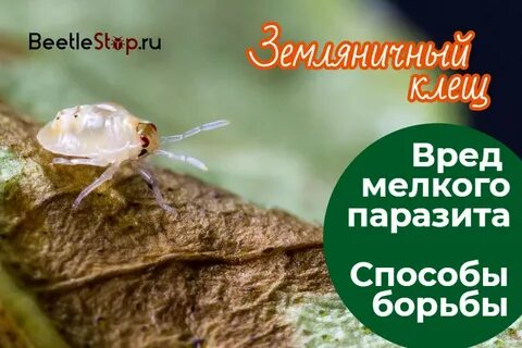 Клещи способы борьбы