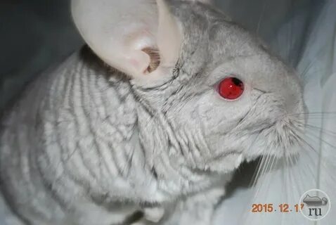 Глаза шиншиллы
