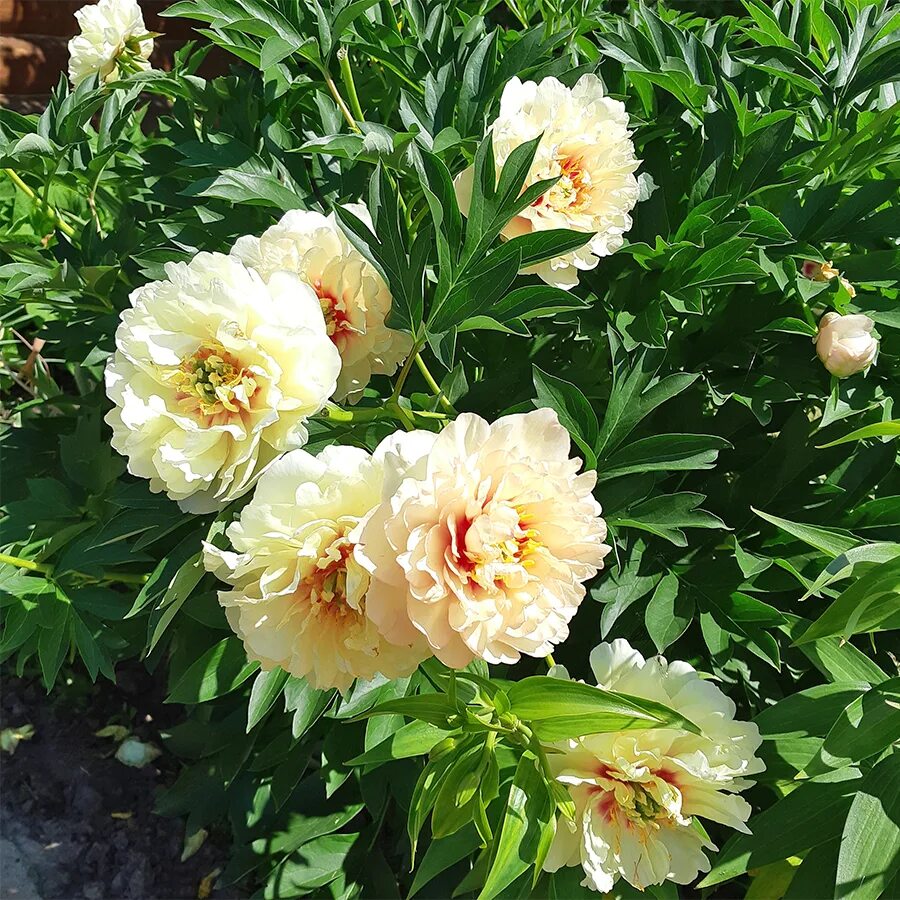 Пион canary. Пион канари бриллиантс. Пион андерсонс калейдоскоп. Пион канари бриллиантс. Пион (ито-гибрид) канари бриллиантс.