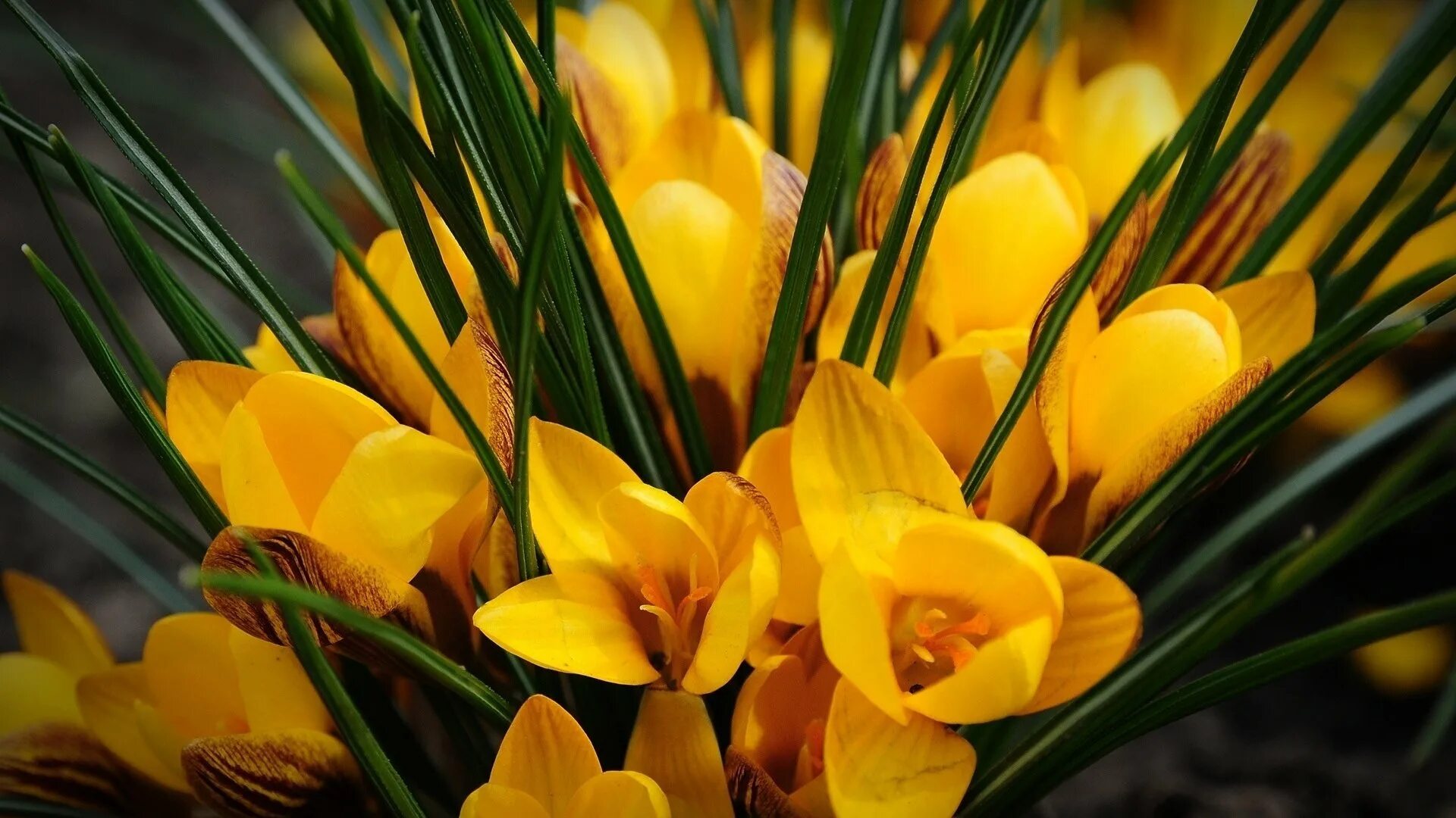 Крокус желтый цветок. Цветок Крокус и мимозу. Крокус весенний желтый. Крокусы с мимозой.