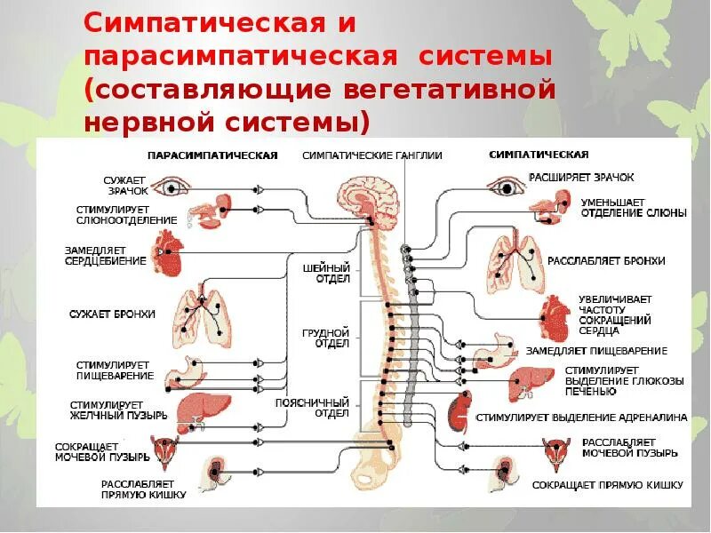 Нервный отдел и функции парасимпатической. Таблица органы симпатическая и парасимпатическая нервная система. Парасимпатическая вегетативная система. Парасимпатический отдел вегетативной нервной системы. Симпатическая нервная система.