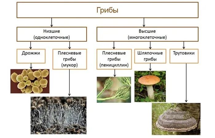 Приведите по 3 примера организмов грибов